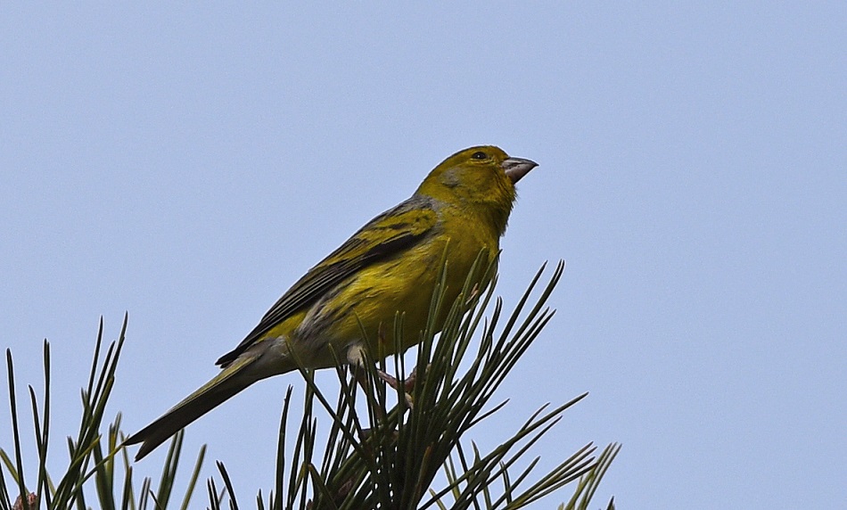 Canarino selvatico / Serinus canaria